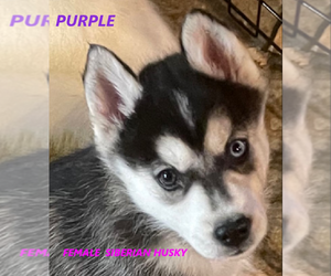 Siberian Husky Puppy for sale in LOUISVILLE, KY, USA