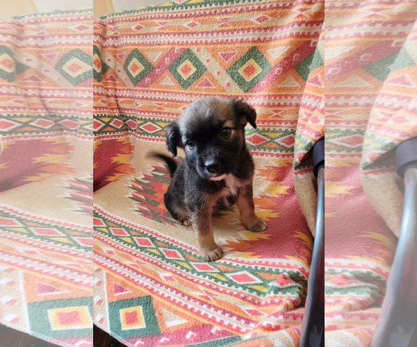 Medium Photo #2 Shepradors Puppy For Sale in SHERBURNE, NY, USA