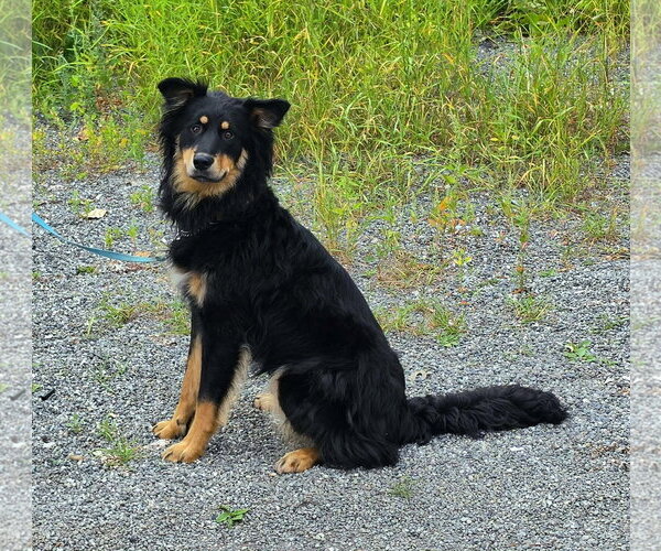 Medium Photo #2 English Shepherd-Unknown Mix Puppy For Sale in Anchorage, AK, USA