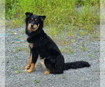 Small #1 English Shepherd Mix