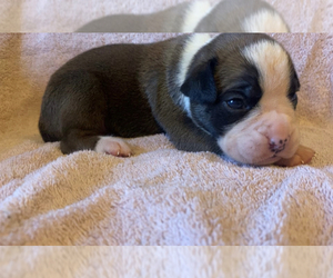 Boxer Puppy for sale in PLEASANT HOPE, MO, USA