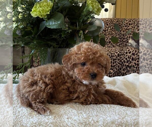 Medium Photo #3 Poodle (Toy) Puppy For Sale in PARADISE, PA, USA