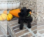 Small #4 Schnauzer (Miniature)
