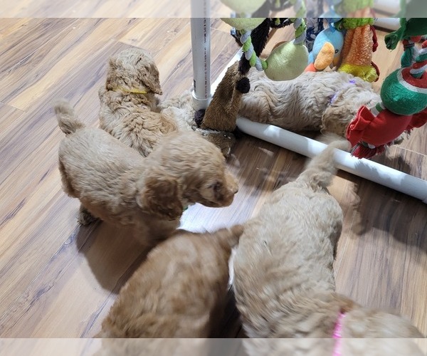 Medium Photo #5 Poodle (Standard) Puppy For Sale in AIKEN, SC, USA