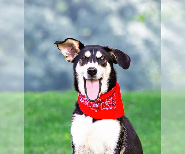 Medium Photo #1 Siberian Husky-Unknown Mix Puppy For Sale in Unionville, PA, USA