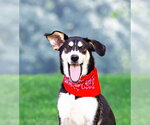 Small Siberian Husky Mix