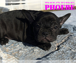 Small Photo #12 French Bulldog Puppy For Sale in CLARKSTON, UT, USA