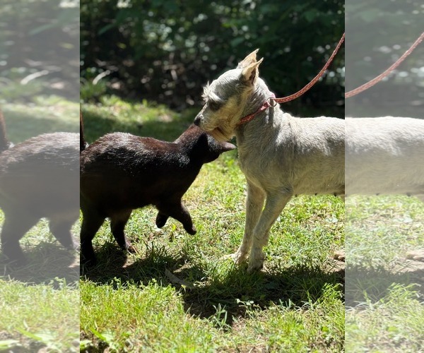 Medium Photo #5 Mutt Puppy For Sale in HOPKINSVILLE/PRINCETON, KY, NH, USA