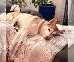 Elvira - Female Siberian Husky Dog for Adoption - Small photo