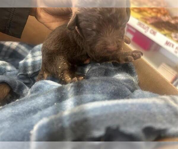 Medium Photo #1 Labrador Retriever-Unknown Mix Puppy For Sale in Houston, TX, USA