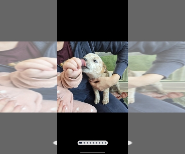 Medium Photo #1 Australian Cattle Dog Puppy For Sale in PUYALLUP, WA, USA