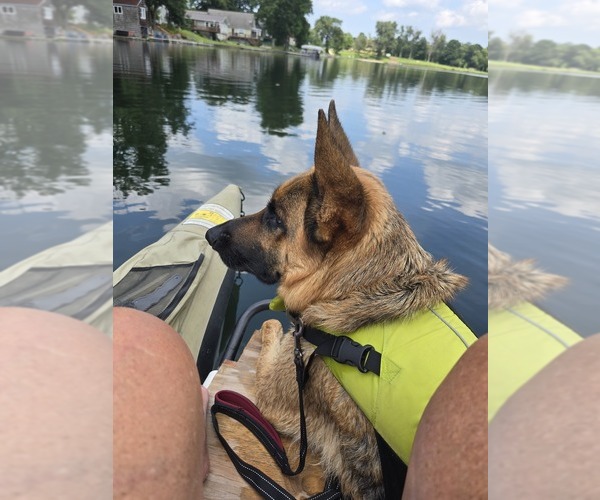 Medium Photo #55 German Shepherd Dog Puppy For Sale in LA FAYETTE, NY, USA