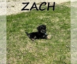 Small #1 YorkiePoo