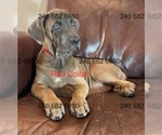Puppy Red Collar F Cane Corso