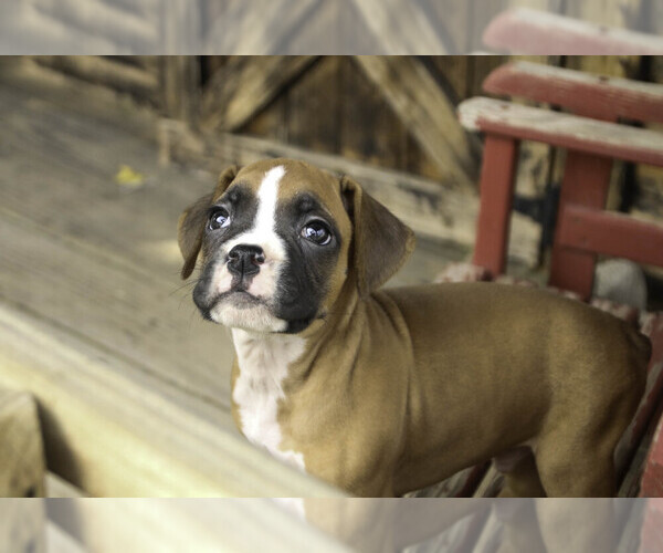 Medium Photo #6 Boxer Puppy For Sale in SHIPSHEWANA, IN, USA