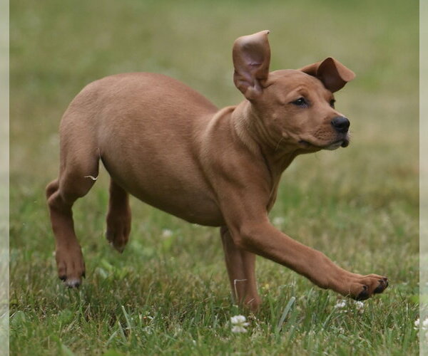 Medium Photo #2 Labrador Retriever-Unknown Mix Puppy For Sale in Mechanicsburg, PA, USA