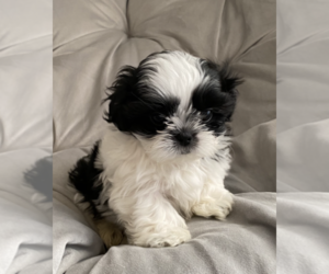 Shih Tzu Puppy for sale in ATLANTA, GA, USA