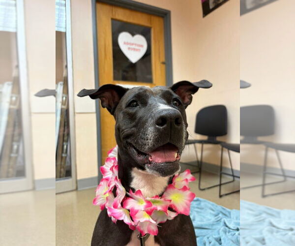 Medium Photo #11 American Staffordshire Terrier-Labrador Retriever Mix Puppy For Sale in Sayreville, NJ, NJ, USA