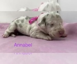 Small Photo #1 Great Dane Puppy For Sale in KERENS, TX, USA