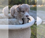 Small Photo #13 Aussiedoodle Miniature  Puppy For Sale in SPIRIT LAKE, ID, USA