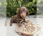 Small #1 Dachshund