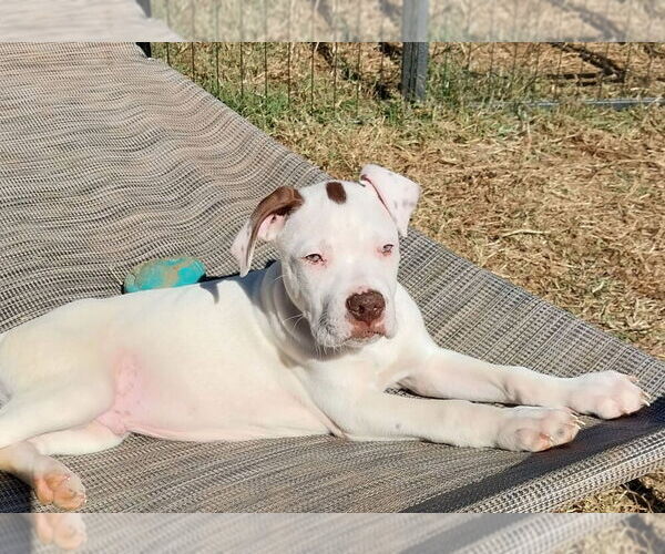 Medium Photo #13 Boxer-Unknown Mix Puppy For Sale in Mooresville, NC, USA