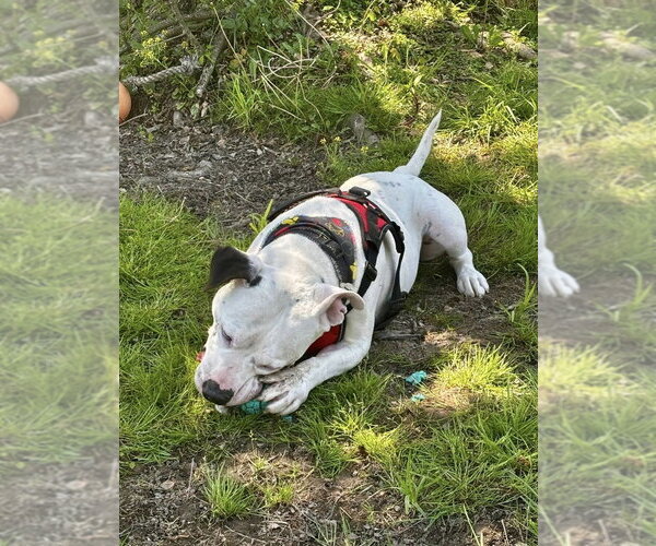 Medium Photo #6 Mutt Puppy For Sale in Osgood, IN, USA
