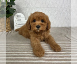 Small #3 Cavapoo