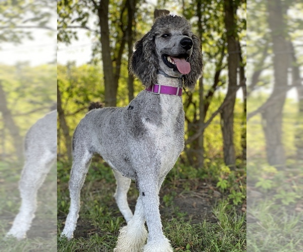 Medium Photo #1 Poodle (Standard) Puppy For Sale in PLEASANT HILL, MO, USA