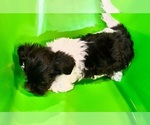 Small Photo #3 Yorkillon Puppy For Sale in BOONEVILLE, MS, USA