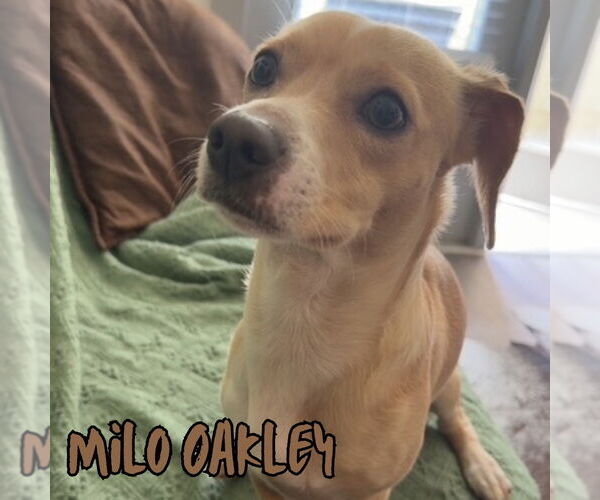 Medium Photo #5 Chiweenie Puppy For Sale in San Antonio, TX, USA