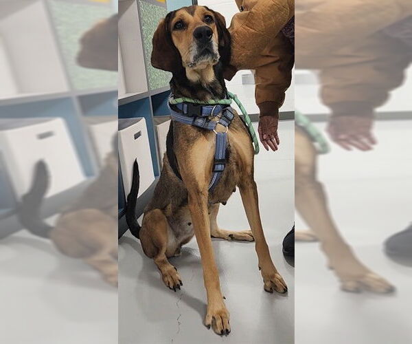 Medium Photo #1 Bloodhound-Bluetick Coonhound Mix Puppy For Sale in Temple, TX, USA