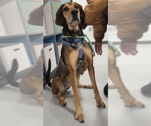 Bloodhound-Bluetick Coonhound Mix Dogs for adoption in Temple, TX, USA