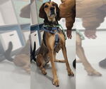 Small Bloodhound-Bluetick Coonhound Mix