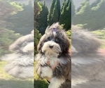Image preview for Ad Listing. Nickname: Bella