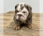 Small Photo #4 Bulldog Puppy For Sale in LAWRENCE, IN, USA