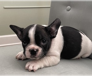 French Bulldog Puppy for sale in JOHNS ISLAND, SC, USA