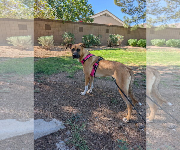 Medium Photo #1 Boxer-German Shepherd Dog Mix Puppy For Sale in Chandler, AZ, USA
