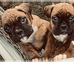 Small Photo #1 Boxer Puppy For Sale in HASLETT, MI, USA