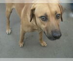 Small Rhodesian Ridgeback
