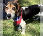 Small Beagle Mix
