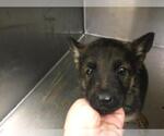 Small German Shepherd Dog
