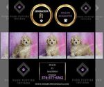 Small Photo #68 Maltipoo (Miniature) Puppy For Sale in WARSAW, IN, USA
