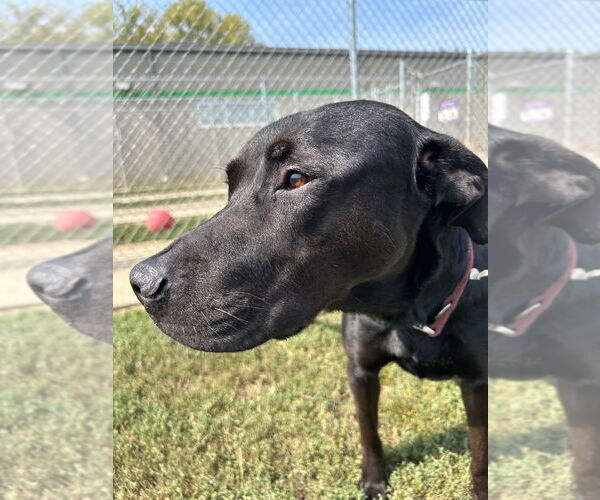 Medium Photo #4 Labrador Retriever Puppy For Sale in Pierceton , IN, USA
