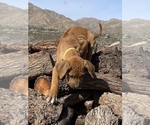 Small Photo #100 Rhodesian Ridgeback Puppy For Sale in MORONGO VALLEY, CA, USA
