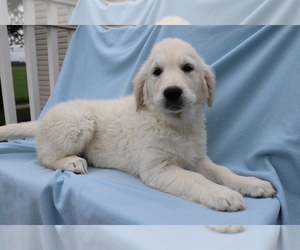 English Cream Golden Retriever Puppy for sale in SHILOH, OH, USA