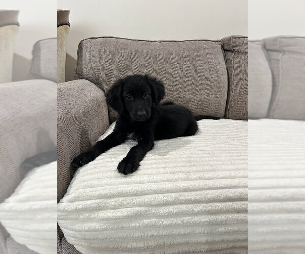 Medium Photo #2 Labrador Retriever-Unknown Mix Puppy For Sale in Brewster, NY, USA