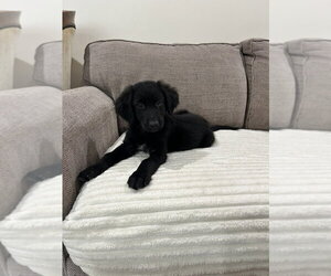 Boston (B Squad) - Male Labrador Retriever-Unknown Mix Dog for Adoption - Photo #2