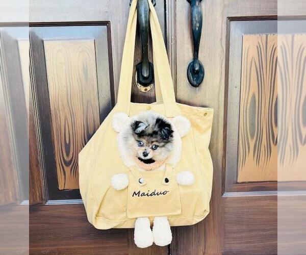 Medium Photo #9 Maltese Puppy For Sale in PEMBROKE PINES, FL, USA