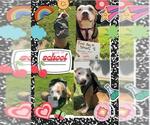 Small #2 American Pit Bull Terrier Mix